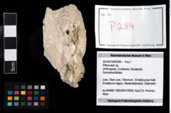 Foto (Objekt + Etikett) von Pithonoton sp.  (NHMW-GEO-2014-0194-0284)